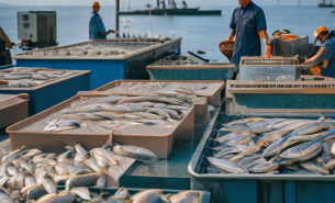 魷魚爪重量分選機 黑魚自動稱重分級機 活魚分選機