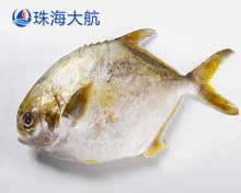 金鯧魚(yú)分選,自動(dòng)分揀分級(jí)設(shè)備,機(jī)械化助力鯧魚(yú)產(chǎn)業(yè)升級(jí)